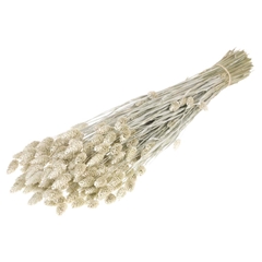 Siergr Ov Klb H% 55cm 200gram