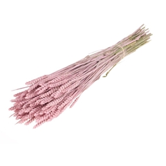Siergr Ov Klb H% 55cm 200gram