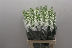 Matth Iron White