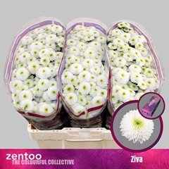 Chr S Ziva 55cm 110g