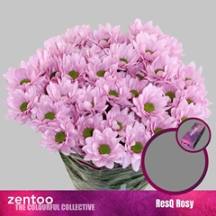 Chr T Resq Rosy 70cm 80gram