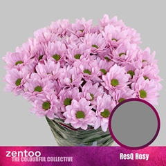 Chr T Resq Rosy 70cm 80gram