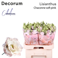 Eus G Chac Soft Pink 70cm