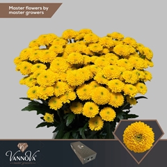 Chr San Aaa Aurinko 55cm 115g