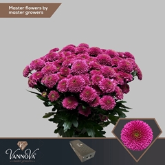 Chr S Antonelli 55cm 115g