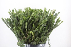 Myrtus Communis 60cm 300gram