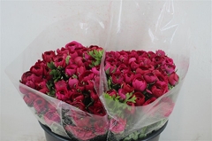 Ran Elegance Hot Pin 40cm 22gram