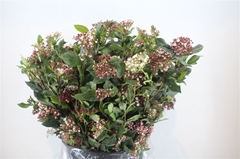 Viburnum Tinus 60cm