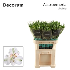 Alstr Virginia 75cm 60gram