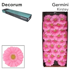 Germini Kirstey 45cm 8cm Ø