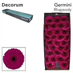 Germini Rhapsody 45cm 7cm Ø
