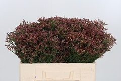 Lim Sin China Red 50cm