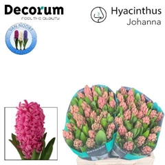 Hyac Johanna 30cm