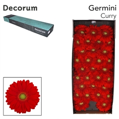 Germini Curry 45cm 7cm Ø