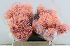 Leuco Naomi Klb 21% 35cm