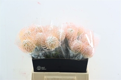 Leuco Naomi Klb 21% 35cm