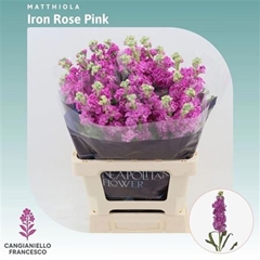 Matth Iron Rose Pink 65cm 23