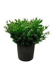 Ruscus Fijn Per Bunch 55cm 400gram