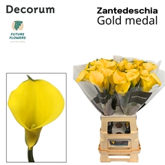Zanted Gold Medal 70cm