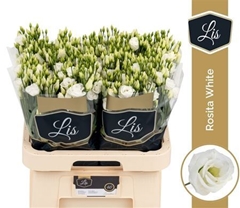 Eust G Rosita White 70cm
