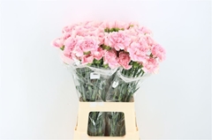 Di St Romance 70cm 23