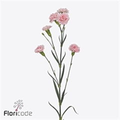 Di Tr Gianna 60cm 23