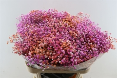 Gyps Colortreated 80cm 40gram