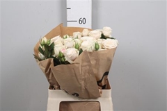 R Tr Other 60cm 55+