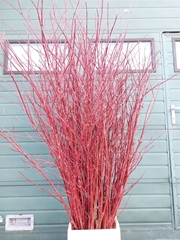 Cornus Alba Sibirica 180cm