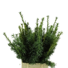 Taxus Ba Fastigia Bs 40cm