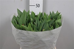 Tu En Ad Rem 42cm 55gram 12