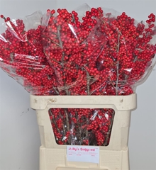 Ilex Ve Rode Bes 90cm