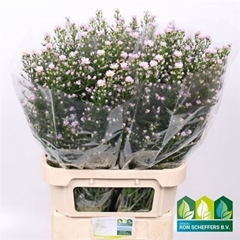 Ast Claudia 90cm-40gr