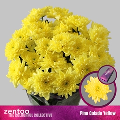Chr T Pina Colada Ye 70cm 100gram