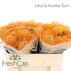 Leuco Ayoba Sun 50cm