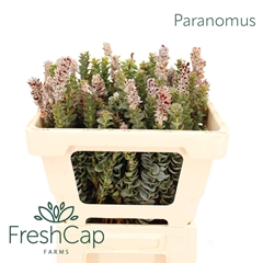 Paranomus Reflexus 50cm