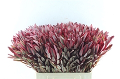 Leucad Jester 60cm