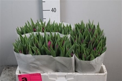 Tu En Purple Prince 36cm 28gram 12