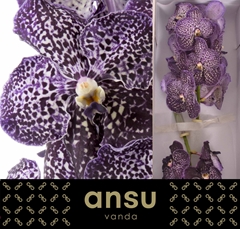 Vanda Su Jeff Leatha 25cm