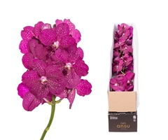 Vanda Fuchsia Magic 25cm
