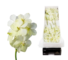 Vanda Tayanee White 20cm