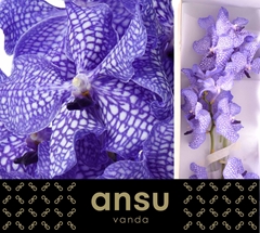 Vanda Kan Delft Blue 20cm