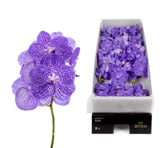 Vanda Kan Indigo 25cm