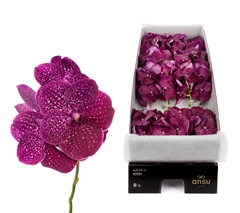 Vanda Ni Crimso Love 25cm