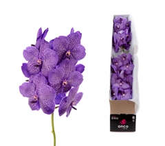 Vanda Su Lave Sprink 25cm