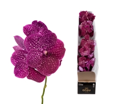 Vanda Ni Crimso Love 25cm