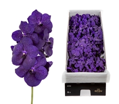 Vanda Tayan M D Blue 25cm