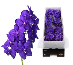Vanda Royal Blue 20cm