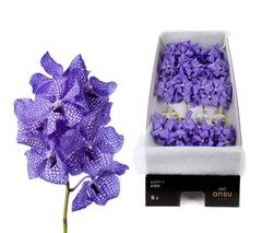 Vanda Kan Delft Blue 20cm