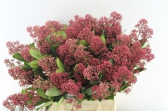 Skim J Rubella Bunch 45cm